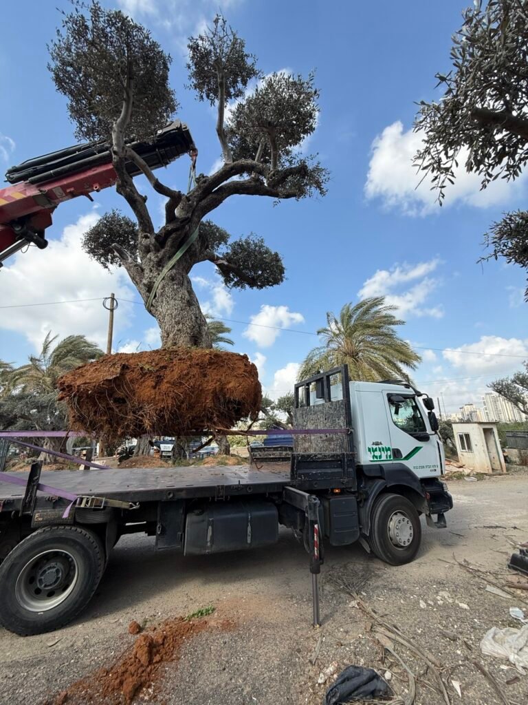 עבודת מנוף והובלה של מינאי הובלות ומנופים בע״מ